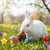 white bunny rabbit smelling polish wooden easter eggs