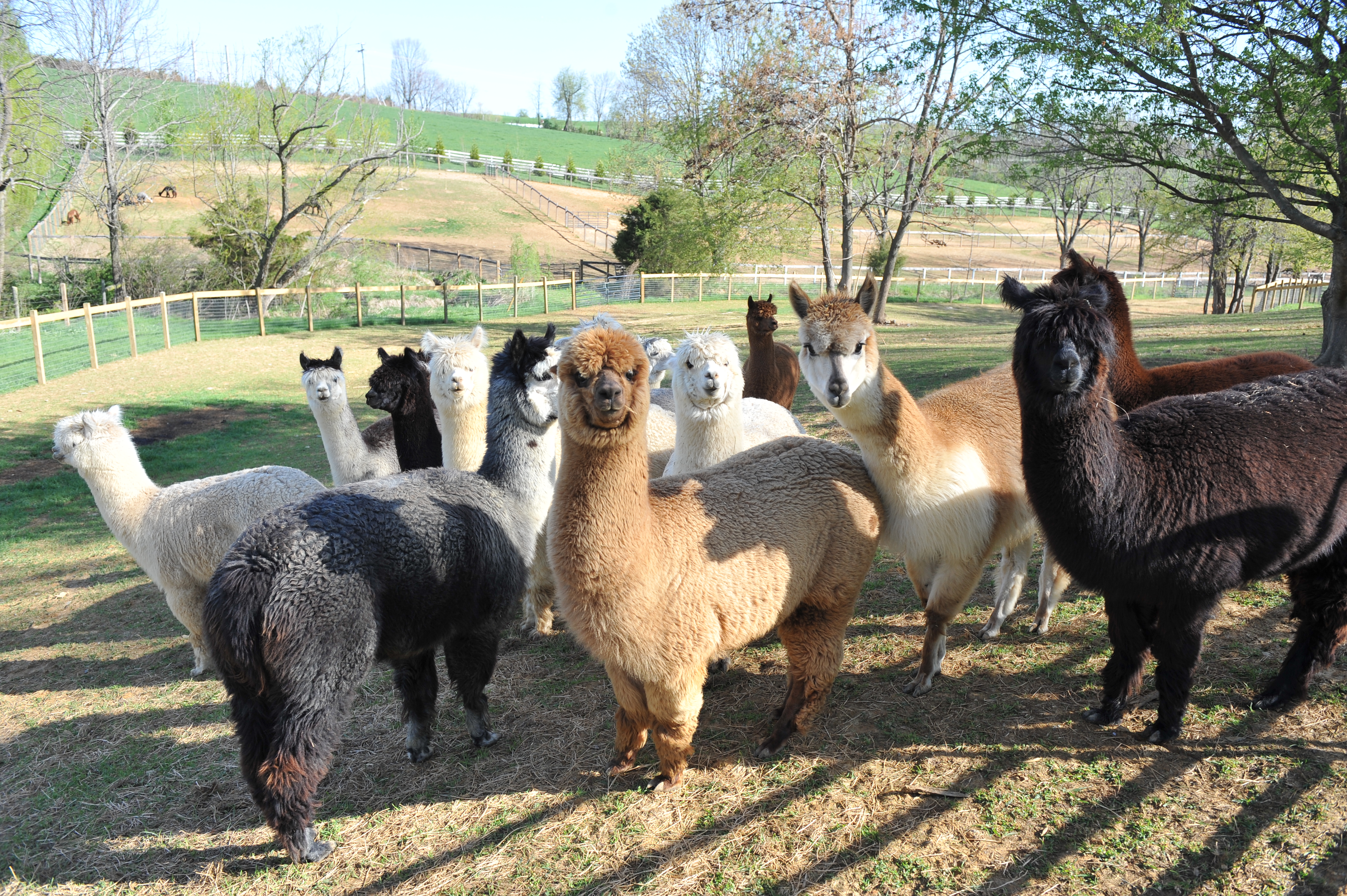 girls-in-pasture.jpg