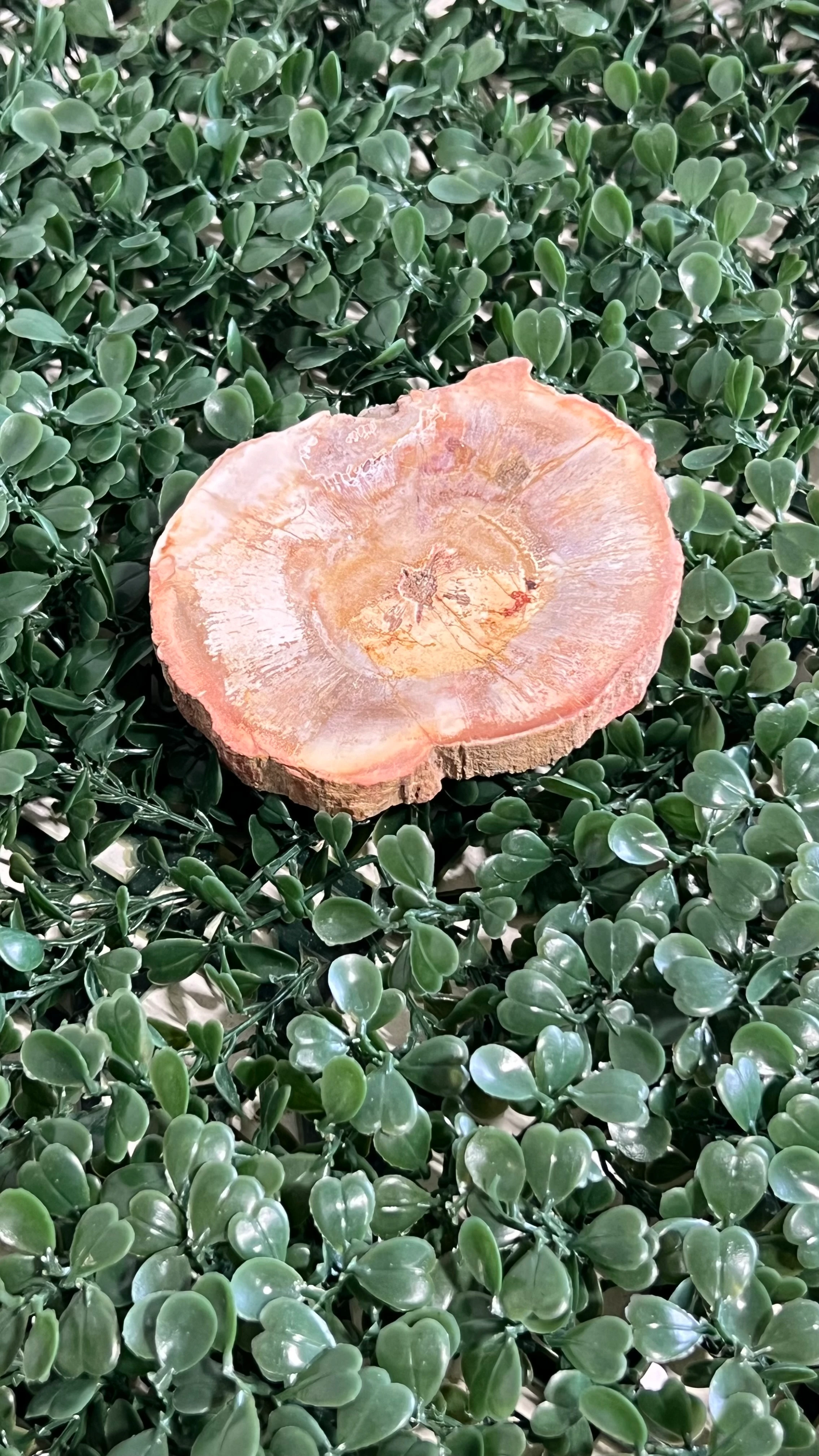 Petrified Wood Slab 3-4" 