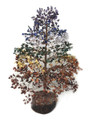 7 Chakra Tree 2000 chips 22" high approx.