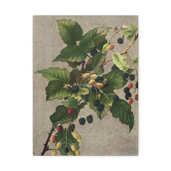 Blackberries (1887) by L. Prang & Co - Stretched Canvas