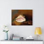 Redon.coquille , Stretched Canvas,Redon.coquille - Stretched Canvas