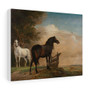 Two Horses in a Pasture by a Fence, Paulus Potter  ,  Stretched Canvas,Two Horses in a Pasture by a Fence, Paulus Potter  -  Stretched Canvas,Two Horses in a Pasture by a Fence, Paulus Potter  -  Stretched Canvas