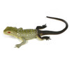 Small World Lizard Toy Set - 6pcs - highly realistic and detailed lizard toys perfect for children and nursery schools - main view - grey lizard