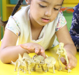 6-piece dinosaur skeleton bones set for children - child playing view 1