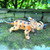 Large dinosaur toy 1 - Outside