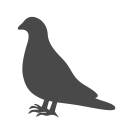 Pigeon Control