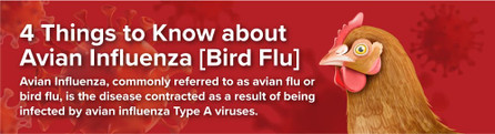 Learn 4 Things About the Bird Flu - Avian Influenza Symptoms