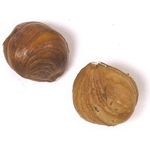 Passover Raw Oregon Hazelnuts (Filberts) Passover Raw Oregon Hazelnuts (Filberts)