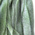 Long Green Sour Belts - Green Apple Long Green Sour Belts - Green Apple
