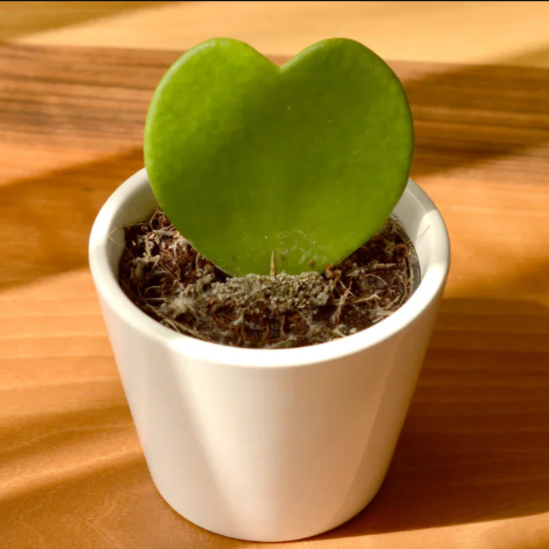 17 Unique Gifts for Valentine's Day that are Eco-Friendly and Cute