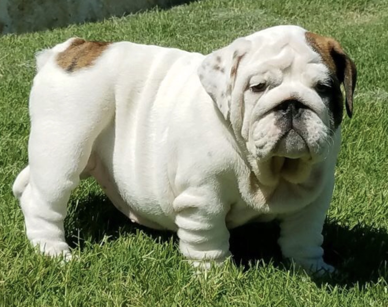 Male english bulldog hot sale puppies for sale