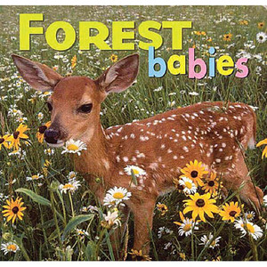 National Book Network | Forest Babies National Book Network | Forest Babies