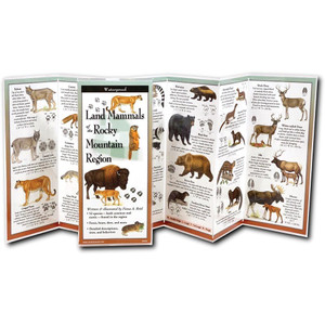 Mammals Of Rockies Guide Mammals Of Rockies Guide