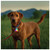 NITE IZE  SPOTLIT RECHARGEABLE COLLAR LIGHT-DISC-O TECH