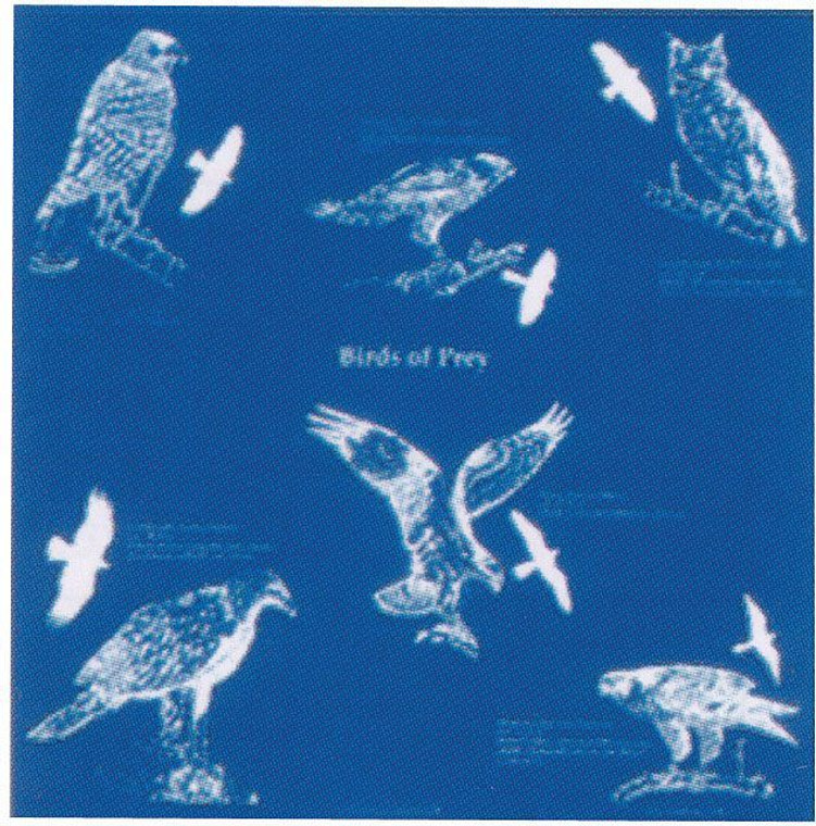 The Printed Image Birds Of Prey Bandana