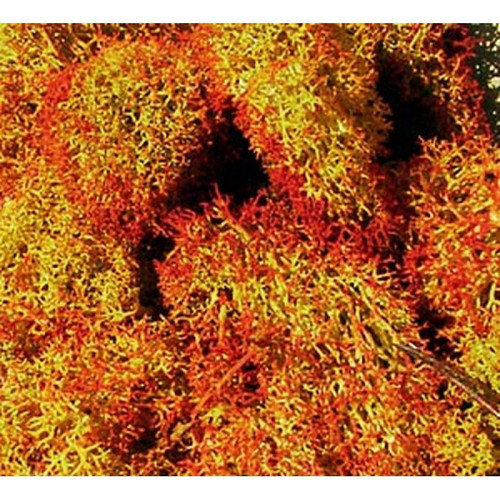 Heki Lichen Autumn 30g
