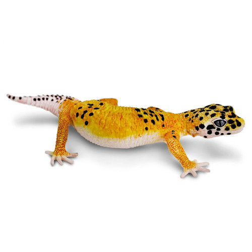 Safari Ltd Leopard Gecko