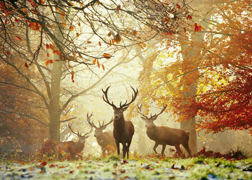 Heye Magic Forest Stag