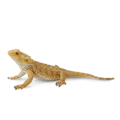 CollectA Bearded Dragon