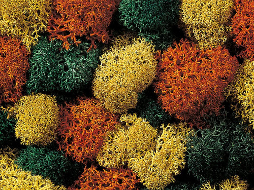 Noch Lichen Autumn Mix 35g