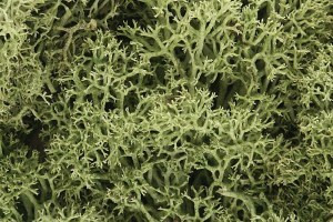 Woodland Scenics Lichen Spring Green Bag