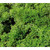 Heki Lichen Light Green 75g