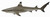 CollectA Blacktip Reef Shark