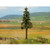 Noch High Trunk Spruce Tree 14.5cm