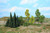 Heki 16 Leafy Mixed Trees/Firs