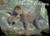Pegasus 1:24 Triceratops