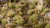 Gamers Grass Autumn XL 12mm Grass Tufts