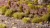 Gamers Grass Dry Green XL 12mm Grass Tufts