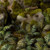 Gamers Grass Bracken Laser Plants