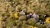 Gamers Grass Highland Tuft Set