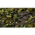 Gamers Grass Monstera Laser Plants