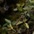 Gamers Grass Elephant Ear Laser Plants