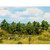 Noch DeciduousTrees 10-14cm 8pcs