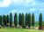 Busch 10 Poplar Trees 9.5cm-12cm