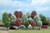 Busch 16 Spring Trees 7cm-12.5cm