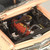Classic Carlectables 1:18 Holden EH S4 Special - Quandong