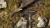 Gamers Grass Swamp Shrubs 6mm Grass Tufts