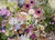 Ravensburger - For The Love Of Flowers 1000pc Puzzle