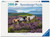 Ravensburger Wild Horses in the Heather