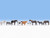 Noch HO Farm Animals