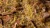 Gamers Grass Beige 2mm Grass Tufts