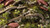 Gamer's Grass Gamers Grass Dry Green Shrubs