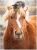 Ravensburger - Little Rider 500pc Puzzle
