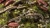 Gamers Grass White Rose Flowers 6mm Grass Tufts