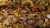 Gamers Grass Broom Flowers 6mm Grass Tufts